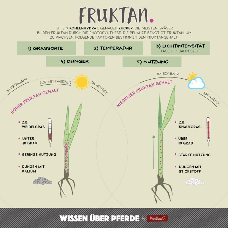 Fruktangehalt Gras Heute