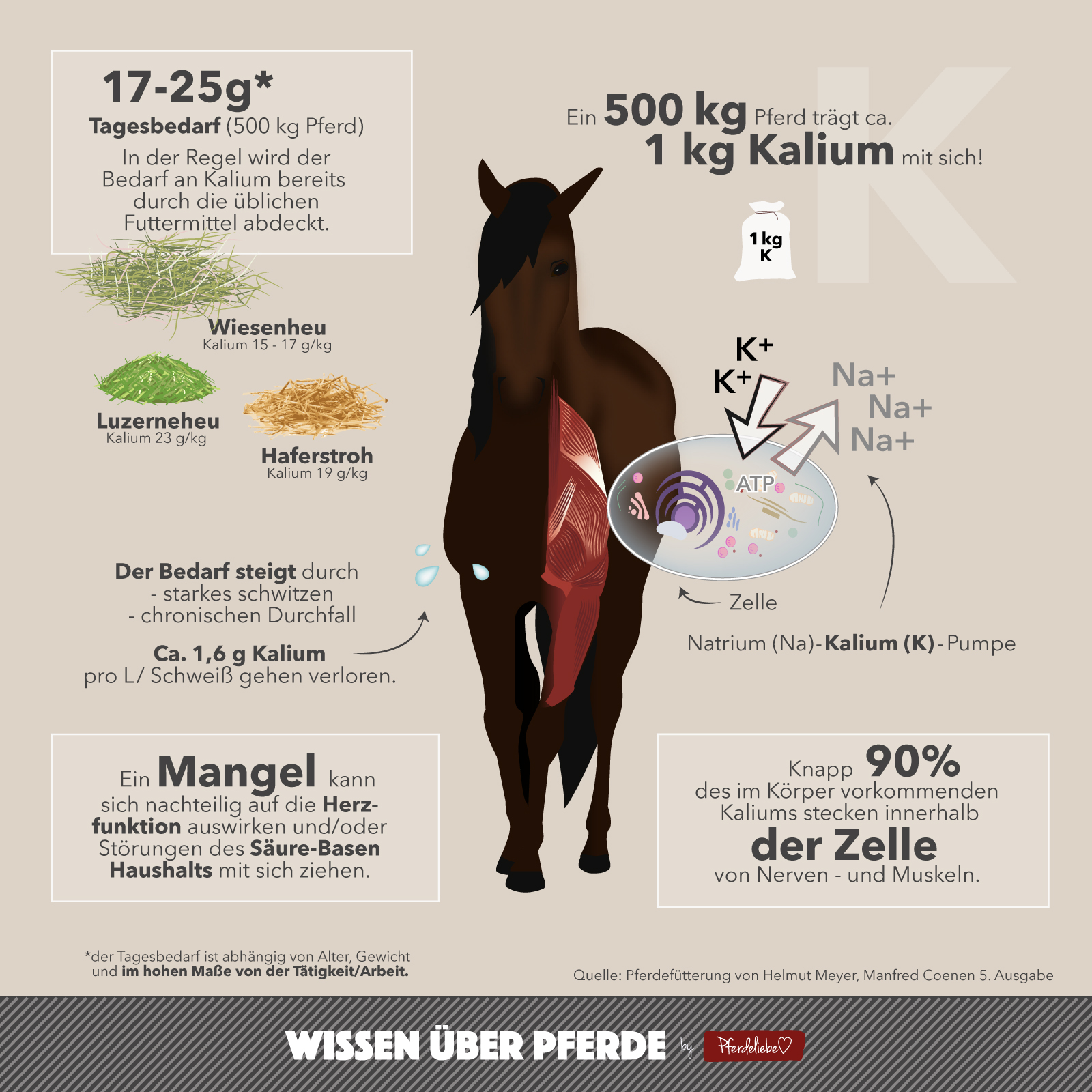 Gewicht Ausgewachsenes Pferd